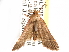  ( - CCDB-29458-C09)  @13 [ ] CreativeCommons - Attribution (2017) CBG Photography Group Centre for Biodiversity Genomics