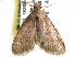  ( - USNM ENT 01276329)  @13 [ ] CreativeCommons - Attribution (2017) CBG Photography Group Centre for Biodiversity Genomics