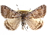  ( - CCDB-29458-E05)  @15 [ ] CreativeCommons - Attribution (2017) CBG Photography Group Centre for Biodiversity Genomics