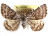  ( - CCDB-29458-E06)  @15 [ ] CreativeCommons - Attribution (2017) CBG Photography Group Centre for Biodiversity Genomics
