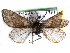  ( - CCDB-29458-E09)  @11 [ ] CreativeCommons - Attribution (2017) CBG Photography Group Centre for Biodiversity Genomics