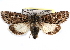  ( - CCDB-29458-E11)  @15 [ ] CreativeCommons - Attribution (2017) CBG Photography Group Centre for Biodiversity Genomics