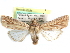  ( - CCDB-29458-F02)  @11 [ ] CreativeCommons - Attribution (2017) CBG Photography Group Centre for Biodiversity Genomics