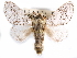  ( - CCDB-29458-G03)  @11 [ ] CreativeCommons - Attribution (2017) CBG Photography Group Centre for Biodiversity Genomics