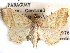  ( - CCDB-29458-H06)  @11 [ ] CreativeCommons - Attribution (2017) CBG Photography Group Centre for Biodiversity Genomics