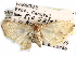  ( - CCDB-29458-H07)  @11 [ ] CreativeCommons - Attribution (2017) CBG Photography Group Centre for Biodiversity Genomics