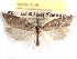  (Decodes catherinae - CCDB-29459-B01)  @11 [ ] CreativeCommons - Attribution (2017) CBG Photography Group Centre for Biodiversity Genomics
