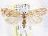  (Argyrotaenia graceana - CCDB-29459-B05)  @14 [ ] CreativeCommons - Attribution (2017) CBG Photography Group Centre for Biodiversity Genomics