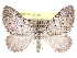  ( - CCDB-29459-E05)  @14 [ ] CreativeCommons - Attribution (2017) CBG Photography Group Centre for Biodiversity Genomics