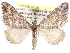  (Perizoma custodiata - CCDB-29459-E08)  @15 [ ] CreativeCommons - Attribution (2017) CBG Photography Group Centre for Biodiversity Genomics