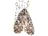  ( - CCDB-29459-H05)  @13 [ ] CreativeCommons - Attribution (2017) CBG Photography Group Centre for Biodiversity Genomics
