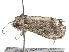  ( - CCDB-29459-H07)  @12 [ ] CreativeCommons - Attribution (2017) CBG Photography Group Centre for Biodiversity Genomics