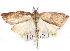  ( - CCDB-29459-H10)  @11 [ ] CreativeCommons - Attribution (2017) CBG Photography Group Centre for Biodiversity Genomics