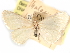  ( - CCDB-29481-A10)  @11 [ ] CreativeCommons - Attribution (2017) CBG Photography Group Centre for Biodiversity Genomics