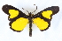  ( - CCDB-29481-B03)  @11 [ ] CreativeCommons - Attribution (2017) CBG Photography Group Centre for Biodiversity Genomics