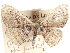  ( - CCDB-29481-B06)  @11 [ ] CreativeCommons - Attribution (2017) CBG Photography Group Centre for Biodiversity Genomics