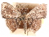  ( - CCDB-29481-B08)  @11 [ ] CreativeCommons - Attribution (2017) CBG Photography Group Centre for Biodiversity Genomics