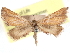  (Stenorrhoe longipennis - CCDB-29481-B09)  @11 [ ] CreativeCommons - Attribution (2017) CBG Photography Group Centre for Biodiversity Genomics