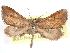  ( - CCDB-29481-B11)  @11 [ ] CreativeCommons - Attribution (2017) CBG Photography Group Centre for Biodiversity Genomics