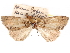  ( - CCDB-29481-C08)  @11 [ ] CreativeCommons - Attribution (2017) CBG Photography Group Centre for Biodiversity Genomics