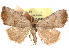  ( - CCDB-29481-C11)  @11 [ ] CreativeCommons - Attribution (2017) CBG Photography Group Centre for Biodiversity Genomics