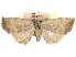  (Leiostola - CCDB-29481-C12)  @11 [ ] CreativeCommons - Attribution (2017) CBG Photography Group Centre for Biodiversity Genomics