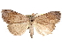  ( - CCDB-29481-D02)  @11 [ ] CreativeCommons - Attribution (2017) CBG Photography Group Centre for Biodiversity Genomics