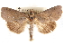  (Devena - CCDB-29481-D03)  @11 [ ] CreativeCommons - Attribution (2017) CBG Photography Group Centre for Biodiversity Genomics