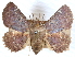  (Silignea - CCDB-29481-D04)  @11 [ ] CreativeCommons - Attribution (2017) CBG Photography Group Centre for Biodiversity Genomics