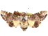  ( - CCDB-29481-D10)  @11 [ ] CreativeCommons - Attribution (2017) CBG Photography Group Centre for Biodiversity Genomics