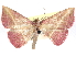  (Naganoella - CCDB-29481-E02)  @11 [ ] CreativeCommons - Attribution (2017) CBG Photography Group Centre for Biodiversity Genomics
