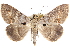  (Polydesmiola meeki - CCDB-29481-E04)  @11 [ ] CreativeCommons - Attribution (2017) CBG Photography Group Centre for Biodiversity Genomics