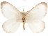  (Etobema antra - CCDB-29481-F02)  @11 [ ] CreativeCommons - Attribution (2017) CBG Photography Group Centre for Biodiversity Genomics