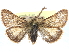  ( - CCDB-29481-F03)  @11 [ ] CreativeCommons - Attribution (2017) CBG Photography Group Centre for Biodiversity Genomics
