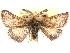  ( - CCDB-29481-F04)  @11 [ ] CreativeCommons - Attribution (2017) CBG Photography Group Centre for Biodiversity Genomics