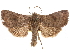  ( - CCDB-29481-G07)  @11 [ ] CreativeCommons - Attribution (2017) CBG Photography Group Centre for Biodiversity Genomics