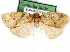  (Paramorbia simplex - CCDB-29481-H07)  @11 [ ] CreativeCommons - Attribution (2017) CBG Photography Group Centre for Biodiversity Genomics