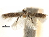  ( - CCDB-29482-A01)  @11 [ ] CreativeCommons - Attribution (2017) CBG Photography Group Centre for Biodiversity Genomics