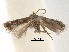  (Fomoria hypericifolia - CCDB-29482-E06)  @11 [ ] CreativeCommons - Attribution (2017) CBG Photography Group Centre for Biodiversity Genomics