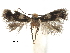  ( - CCDB-29482-E11)  @11 [ ] CreativeCommons - Attribution (2017) CBG Photography Group Centre for Biodiversity Genomics