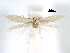  ( - CCDB-29482-F04)  @11 [ ] CreativeCommons - Attribution (2017) CBG Photography Group Centre for Biodiversity Genomics