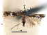  (Stigmella argyrodoxa - CCDB-29482-F09)  @11 [ ] CreativeCommons - Attribution (2017) CBG Photography Group Centre for Biodiversity Genomics