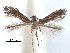  ( - CCDB-29482-H02)  @11 [ ] CreativeCommons - Attribution (2017) CBG Photography Group Centre for Biodiversity Genomics
