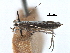  (Acrocercops albomarginatum - CCDB-29482-H07)  @11 [ ] CreativeCommons - Attribution (2017) CBG Photography Group Centre for Biodiversity Genomics