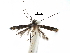  (Acrocercops attenuatum - CCDB-29482-H09)  @11 [ ] CreativeCommons - Attribution (2017) CBG Photography Group Centre for Biodiversity Genomics