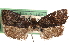  ( - CCDB-29483-A04)  @11 [ ] CreativeCommons - Attribution (2017) CBG Photography Group Centre for Biodiversity Genomics