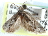  ( - CCDB-29483-C04)  @11 [ ] CreativeCommons - Attribution (2017) CBG Photography Group Centre for Biodiversity Genomics