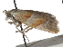  ( - CCDB-29483-E02)  @11 [ ] CreativeCommons - Attribution (2017) CBG Photography Group Centre for Biodiversity Genomics