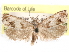  ( - CCDB-29483-F05)  @11 [ ] CreativeCommons - Attribution (2017) CBG Photography Group Centre for Biodiversity Genomics