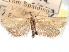  ( - CCDB-29483-F10)  @11 [ ] CreativeCommons - Attribution (2017) CBG Photography Group Centre for Biodiversity Genomics